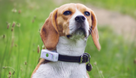 Top Wearables for Pet Wellness